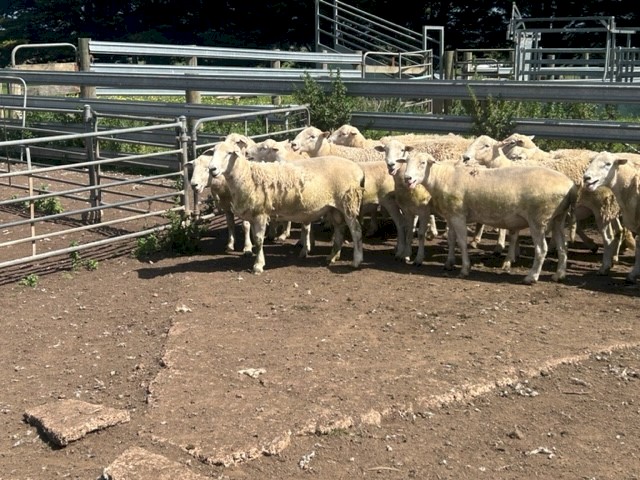 NUDIE RAMS  - Shedding composites 