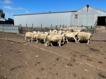 NUDIE RAMS  - Shedding composites 