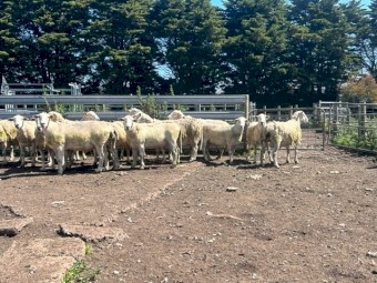 NUDIE RAMS  - Shedding composites 