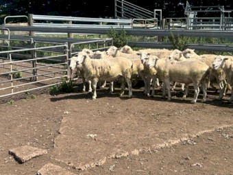 NUDIE RAMS  - Shedding composites 