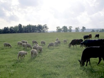 WANTED 200-1000+ Acres of Land to Lease PAYMENT IN ADVANCE Suitable for Livestock Production