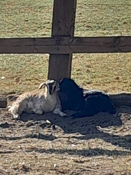 Goat kids small breed toggenburg cross