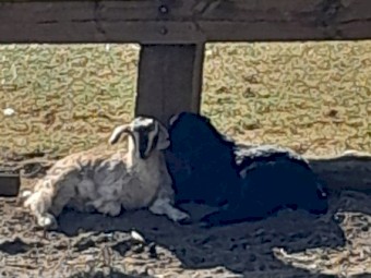 Goat kids small breed toggenburg cross