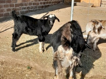 Goat kids small breed toggenburg cross
