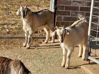 Goat kids small breed toggenburg cross