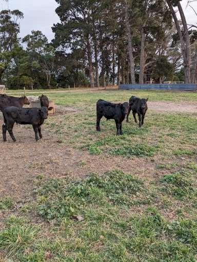 Weaned Angus x Friesian mixed sex calves