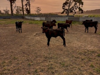 Weaned Angus x Friesian mixed sex calves