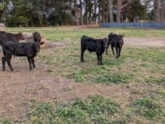 Weaned Angus x Friesian mixed sex calves