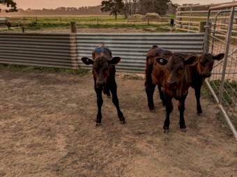 Weaned Angus x Friesian mixed sex calves