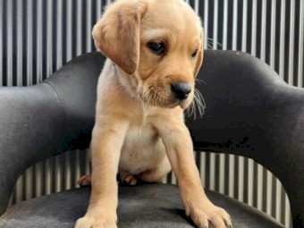 Labrador Puppies - For Sale