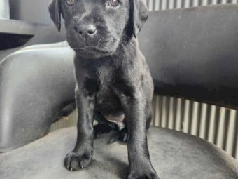 Labrador Puppies - For Sale