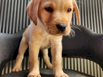 Labrador Puppies - For Sale