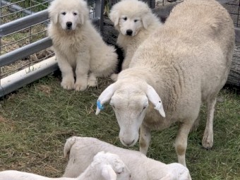 Maremma Pups