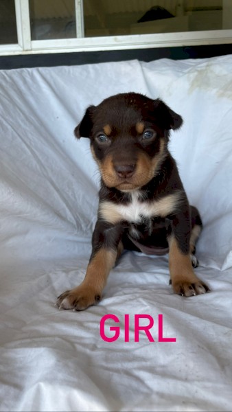 Purebred Kelpie Puppies 