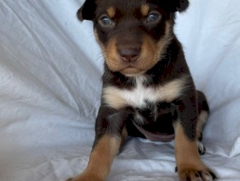 Purebred Kelpie Puppies 