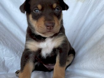 Purebred Kelpie Puppies 