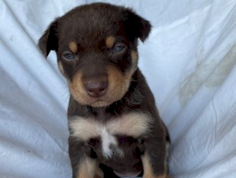 Purebred Kelpie Puppies 