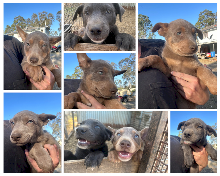 Purebred Kelpie Pups