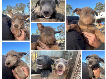 Purebred Kelpie Pups