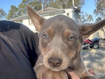 Purebred Kelpie Pups
