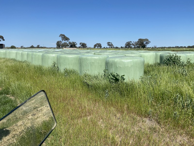Shaftal clover and rye silage 