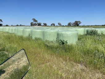 Shaftal clover and rye silage 