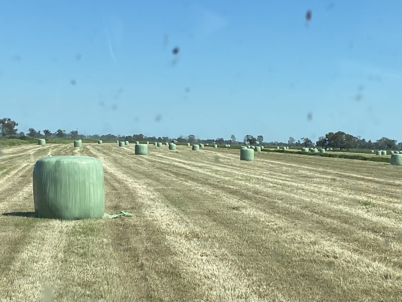 New season pasture silage 