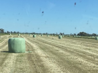New season pasture silage 