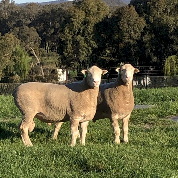 Poll Dorset and White Suffolk Rams