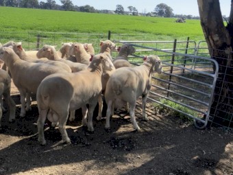 Poll Dorset and White Suffolk Rams