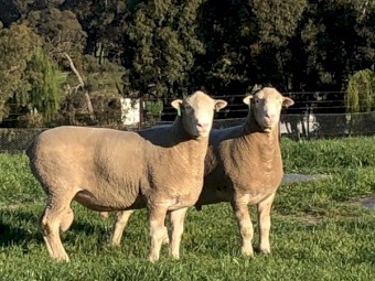 Poll Dorset and White Suffolk Rams