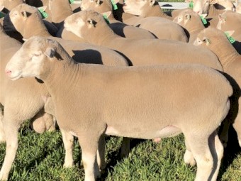 Poll Dorset and White Suffolk Rams