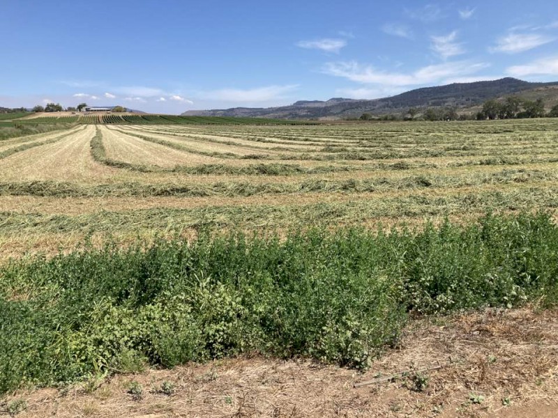 Load of 44 Prime Lucerne Hay 4*4  New Season