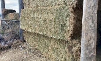 Premium Horse Quality Lucerne Hay Sold by the Tonne