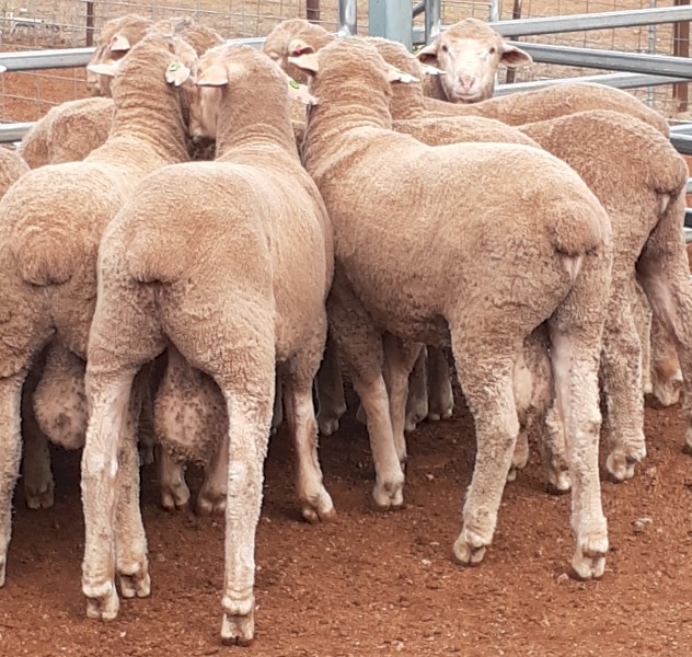 Thompson Poll Merino June/July 2022 Drop Rams For Sale