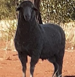 Thompson Poll Merino June/July 2022 Drop Rams For Sale