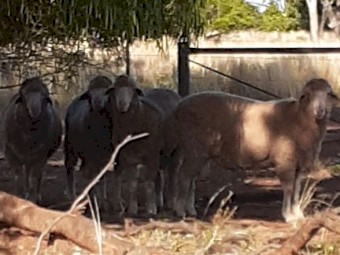 Thompson Poll Merino June/July 2022 Drop Rams For Sale