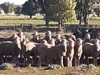 Thompson Poll Merino June/July 2022 Drop Rams For Sale