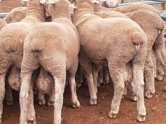 Thompson Poll Merinos x 50