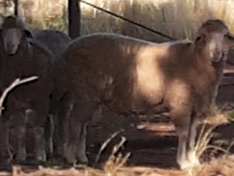 Thompson Poll Merinos x 50