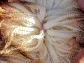 Thompson Poll Merinos x 50