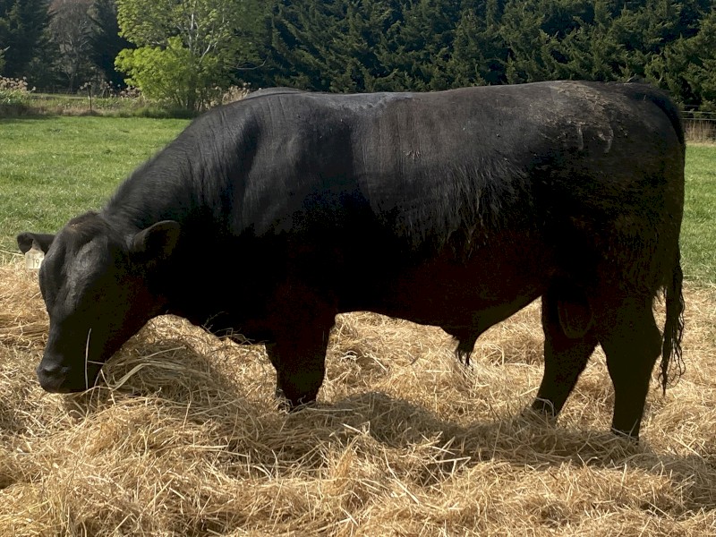 Registered HBR Angus Australia Bulls for sale