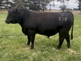 Registered HBR Angus Australia Bulls for sale