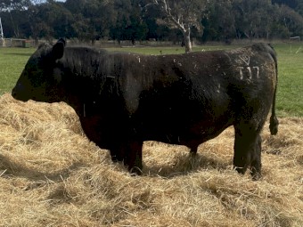 Registered HBR Angus Australia Bulls for sale
