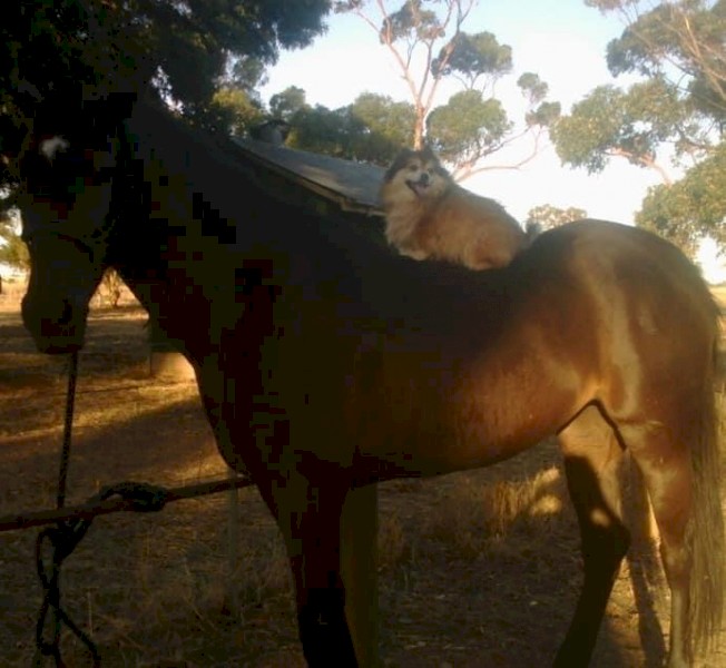 WANTED Seeking House and Land package for Lease