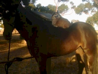 WANTED Seeking House and Land package for Lease