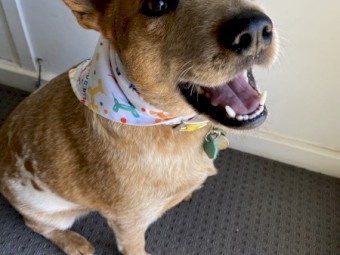 WANTED Seeking House and Land package for Lease