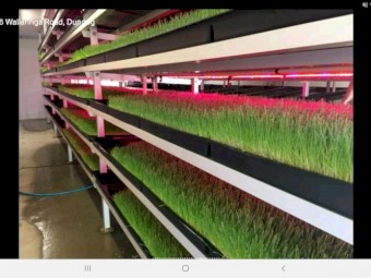 WANTED 20mt Barley Seed