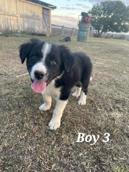 3 male Border Collie pups for sale