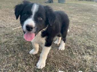 Border Collie Mix Puppies For Sale